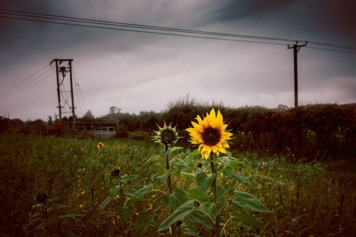 Haydon Bridge photograph 5